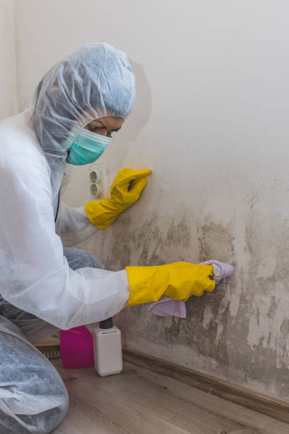 Best Comprehensive Air Testing for Mold Contaminants  in Monroeville, OH